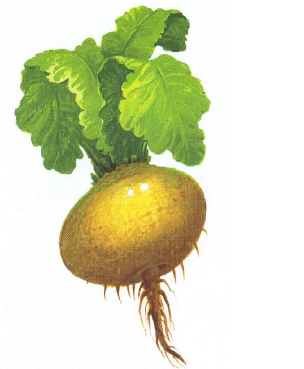 Turnip გაზრდის პოტენციალს