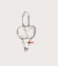 პოტენციის კუნთები და მათი დაძაბულობა პოტენციის გაზრდის მიზნით